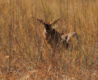 Kafue National Park