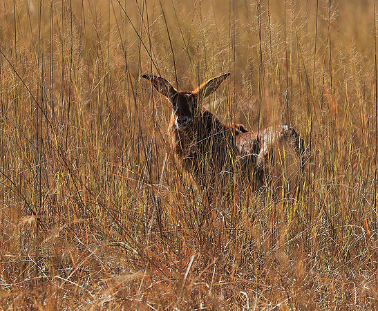 Kafue National Park