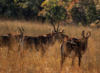 Kafue National Park