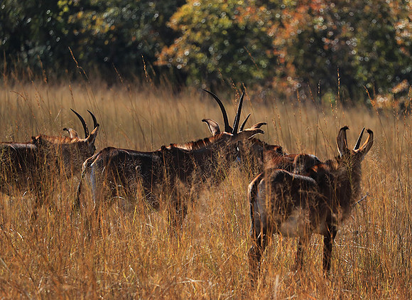 Kafue National Park