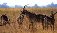 Kafue National Park