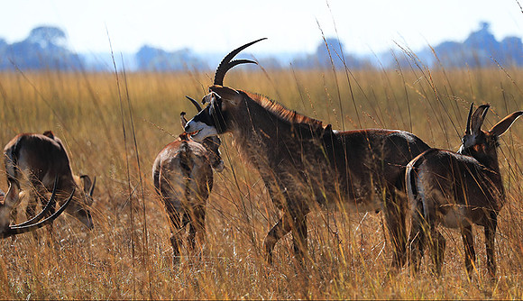 Kafue National Park