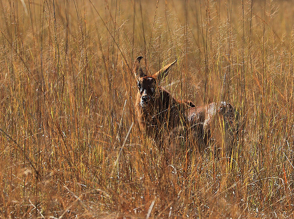 Kafue National Park