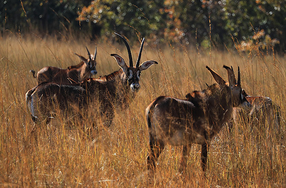 Kafue National Park