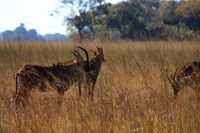 Kafue National Park