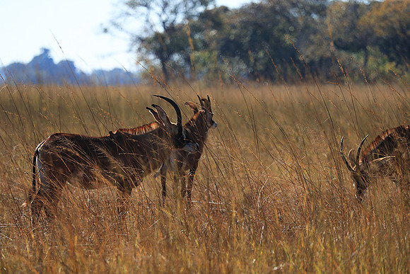 Kafue National Park