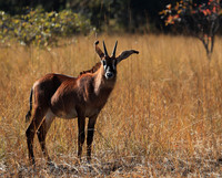 Kafue National Park