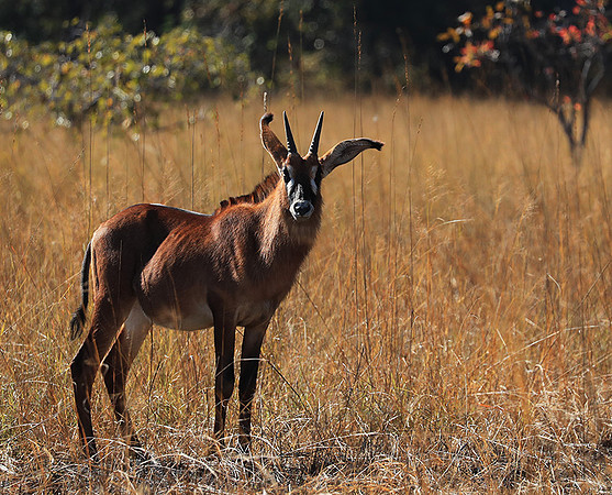 Kafue National Park