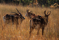Kafue National Park