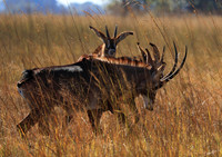 Kafue National Park