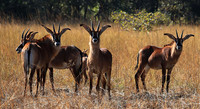 Kafue National Park