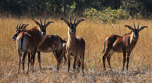 Kafue National Park