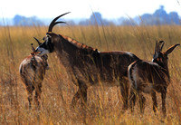 Kafue National Park