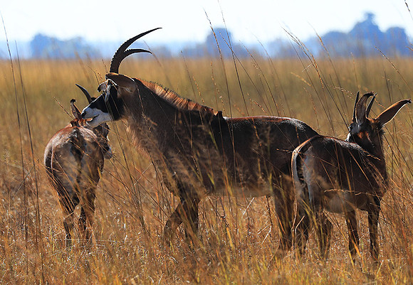 Kafue National Park