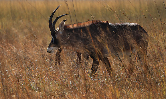 Kafue National Park