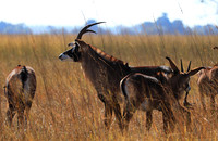 Kafue National Park