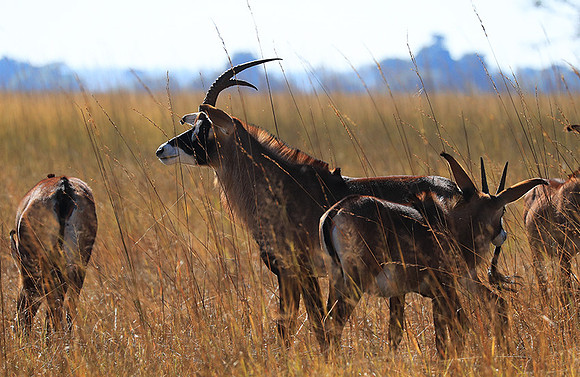 Kafue National Park