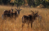 Kafue National Park