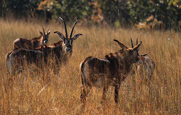 Kafue National Park