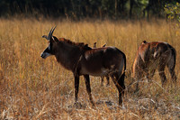 Kafue National Park