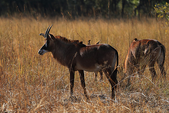 Kafue National Park