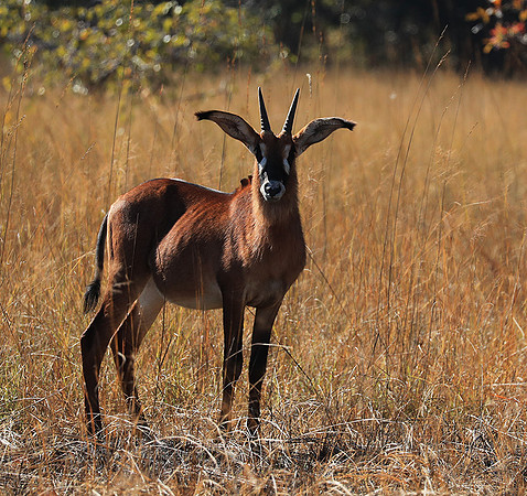 Kafue National Park