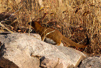 Slender mongoose - Hwange NP