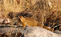 Slender mongoose - Hwange NP