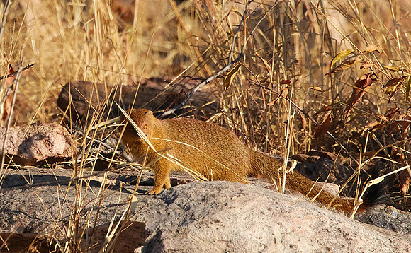 Slender mongoose - Hwange NP