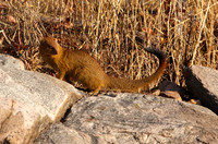 Slender mongoose - Hwange NP