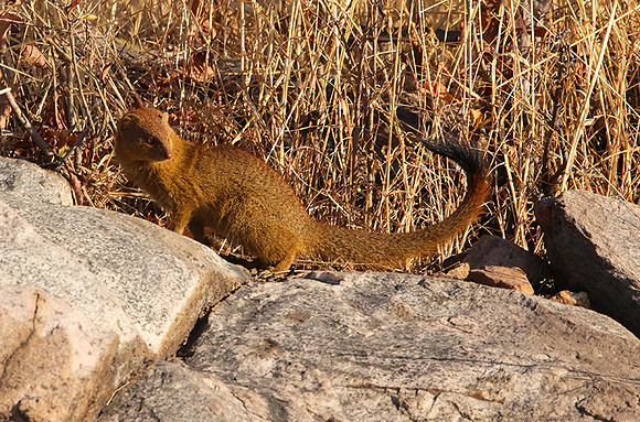 Slender mongoose - Hwange NP