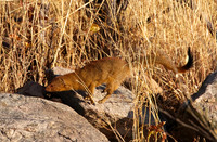 Slender mongoose - Hwange NP