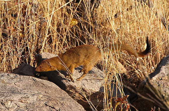 Slender mongoose - Hwange NP
