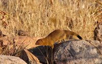 Slender mongoose - Hwange NP