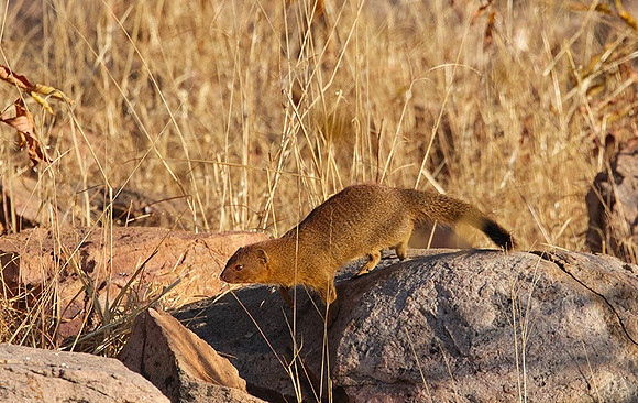 Slender mongoose - Hwange NP