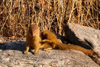 Slender mongoose - Hwange NP