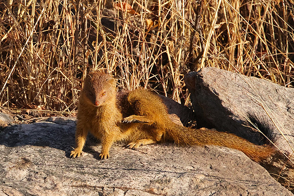 Slender mongoose - Hwange NP