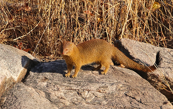 Slender mongoose - Hwange NP