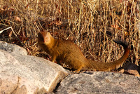 Slender mongoose - Hwange NP