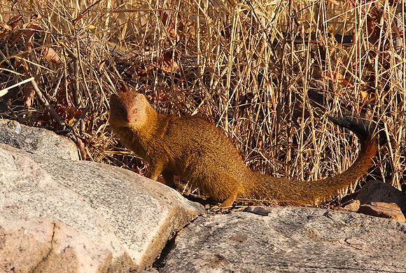 Slender mongoose - Hwange NP
