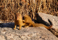 Slender mongoose - Hwange NP