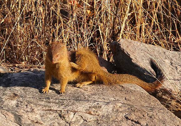 Slender mongoose - Hwange NP