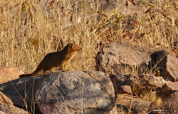 Slender mongoose - Hwange NP