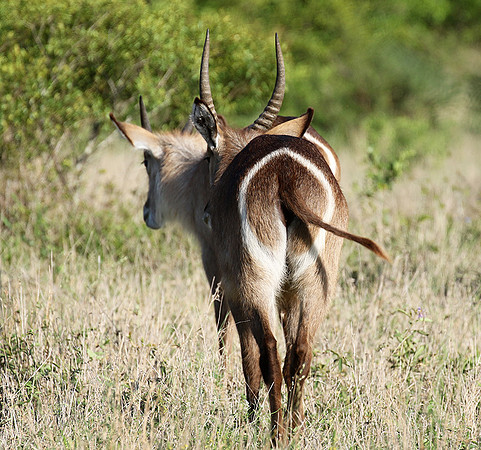 Common waterbuck - Sabi Sand