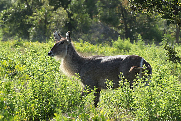 Common waterbuck - Sabi Sand