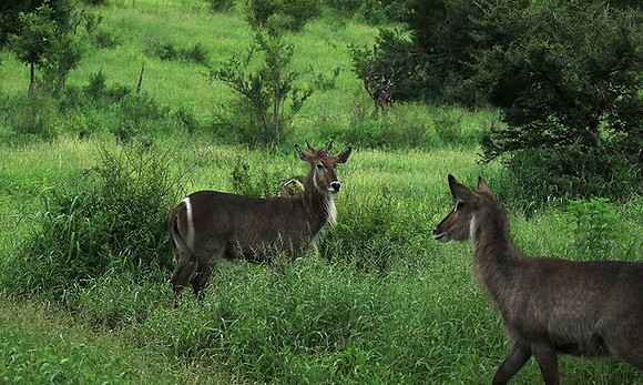 Common waterbuck - Mala Mala