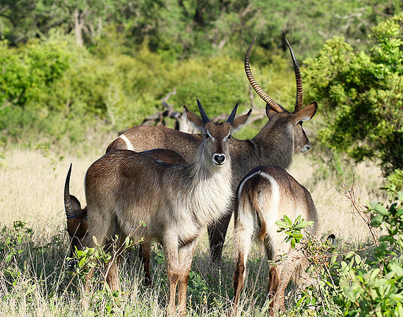 Common waterbuck - Sabi Sand