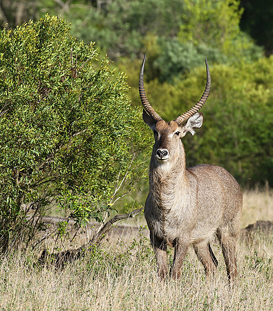 Common waterbuck - Sabi Sand