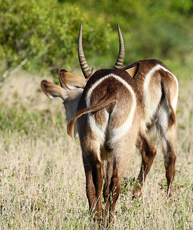 Common waterbuck - Sabi Sand