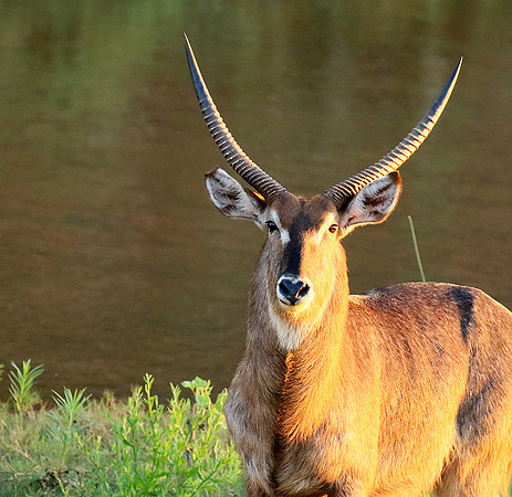 Common waterbuck